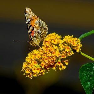 will klinzman oaCD9WYdNlU unsplash 300x300
